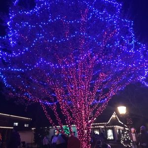 Meet your Posher, Orpha